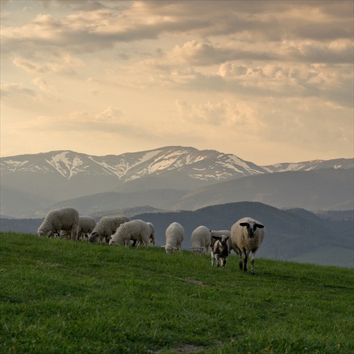 Ovečky