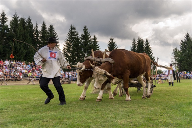 Jarmo 2014 - Sihla