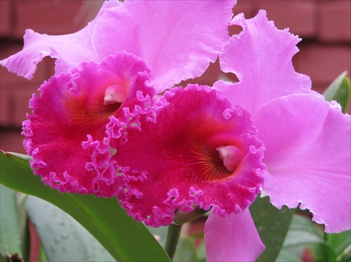 Orchidea