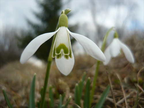 Snežienka