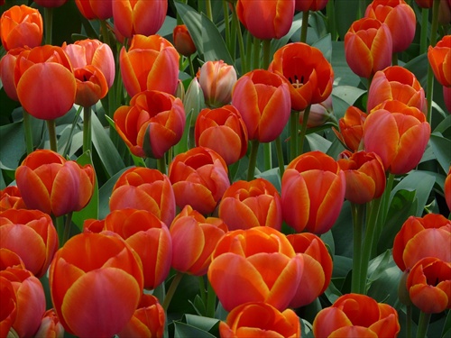 tulipany