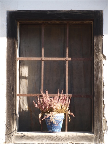 Flowers in the window