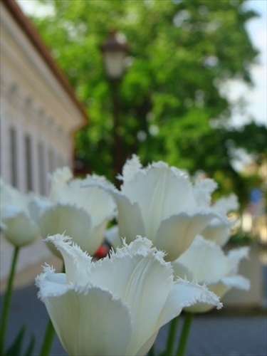 tulipaniky