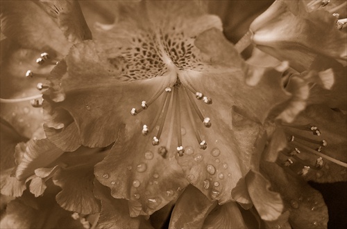 rododendron, rododendron, rododendron