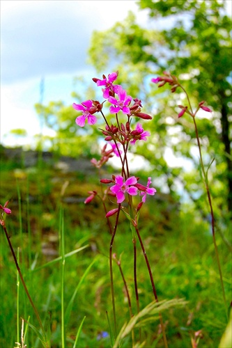 Spring in forest