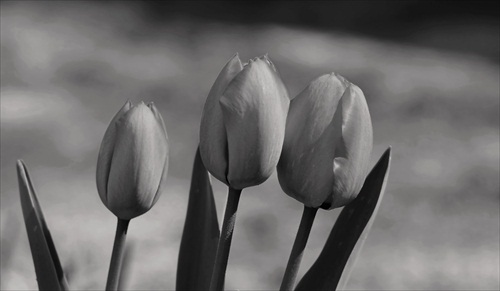 Tulips...