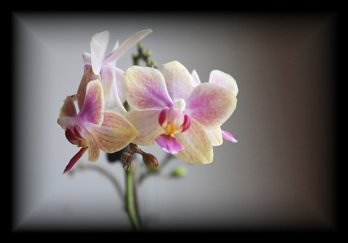 orchidea...