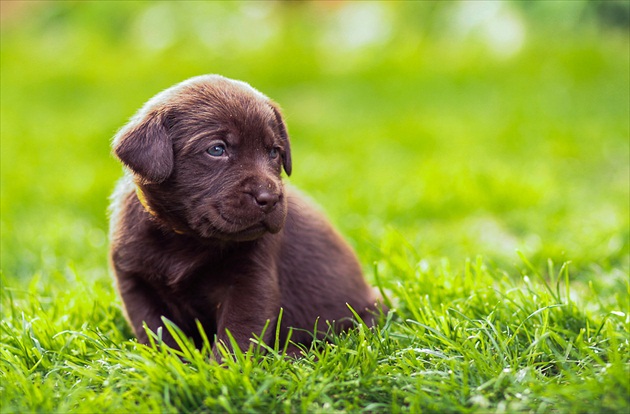 naše puppy...