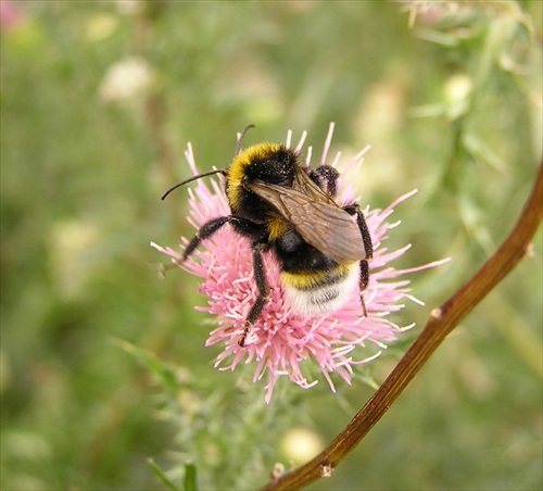 Bombus hortorum