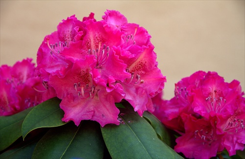 Rododendron