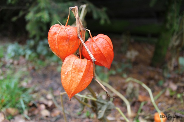 Physalis