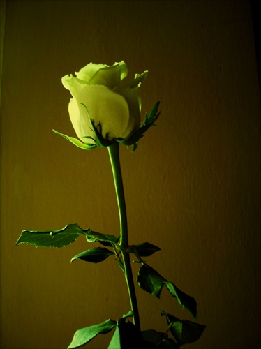 Yellow rose