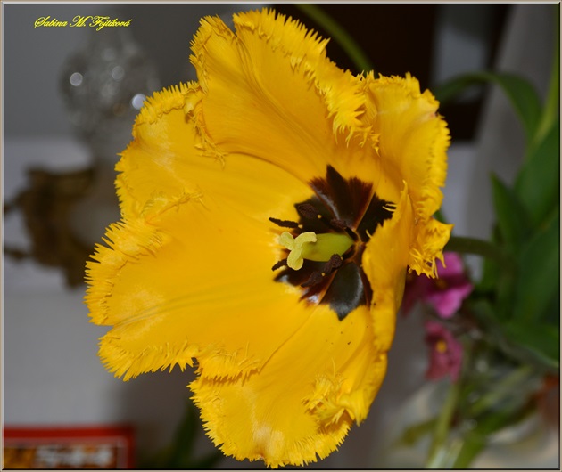 Yellow Tulip