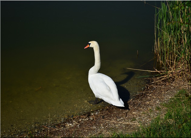 Labuť