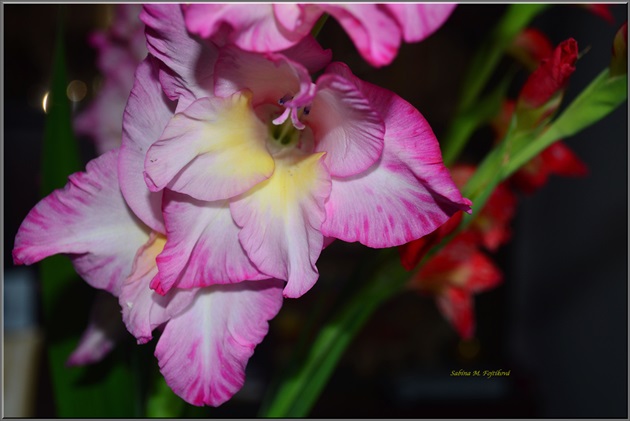 Ružová gladiola