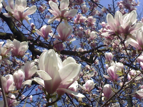 Magnolia