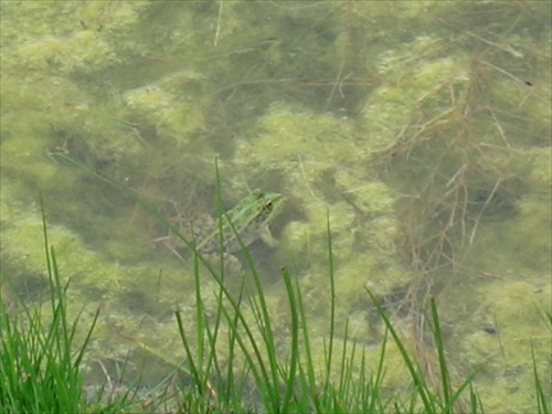 žabka