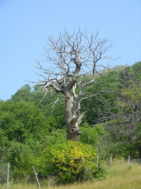 Suchý strom