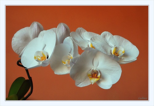 Orchidea.