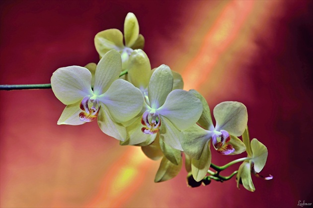 Orchidea I.