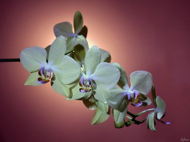 Orchidea II.