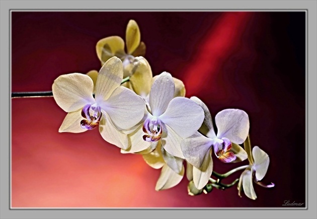 Orchidea