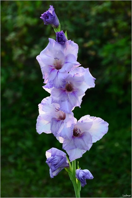 Gladiola