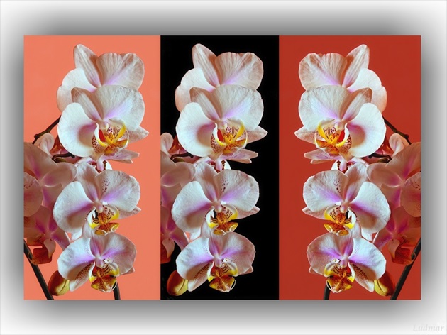 Orchidea