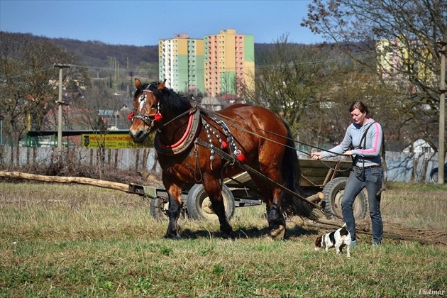 Farmárka v meste.