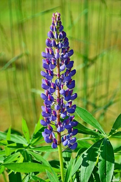 Lupina mnoholistá - vlčí bôb.