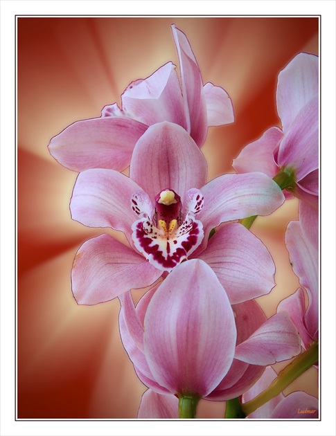 Orchidea.