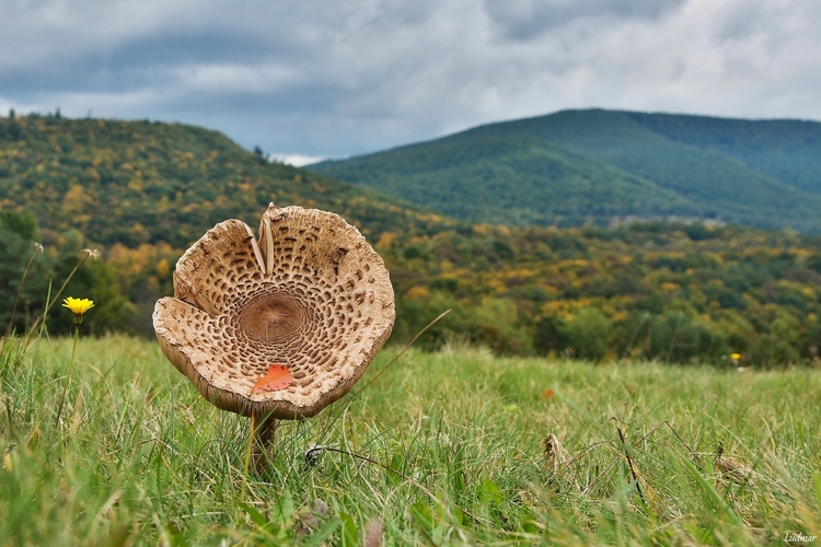 Bedľa vysoká.