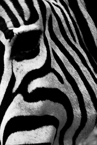 zebra