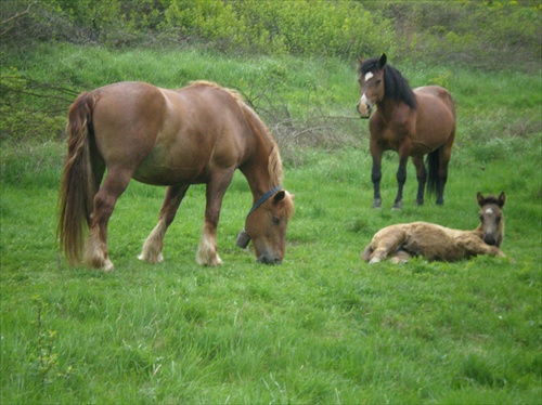 siesta