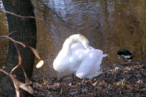 Spoločná očista