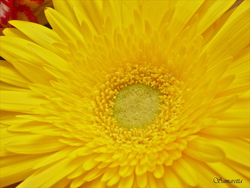 Gerbera