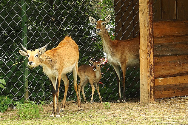 ... najplachejšie  zviera  v našej  zoo ...