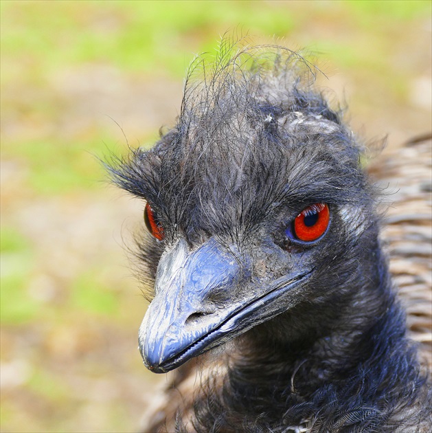 ...  emu  hnedý  ...