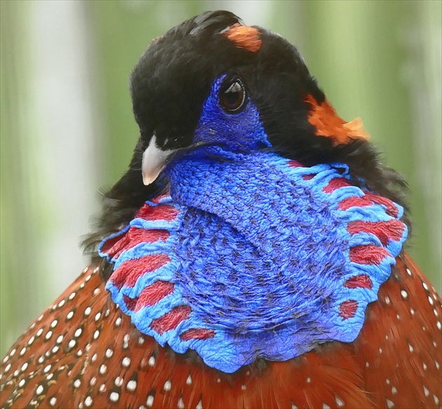 ...  tragopan  ...