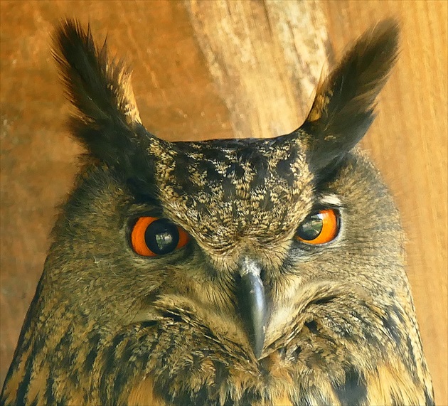 ...  bubo  bubo  ...