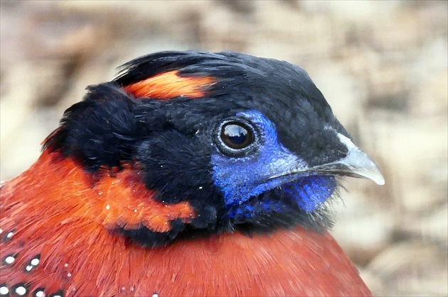 ...  tragopan  temminckov  ...