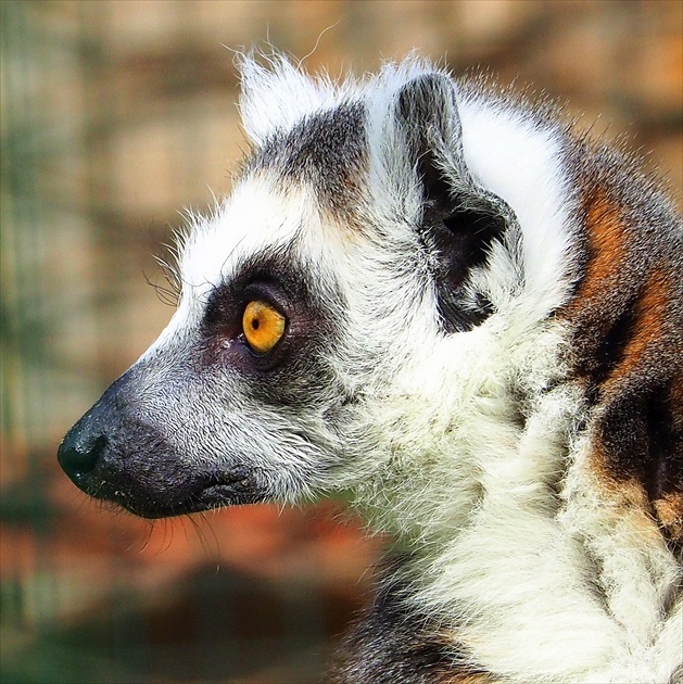 pohľad  lemura  ...