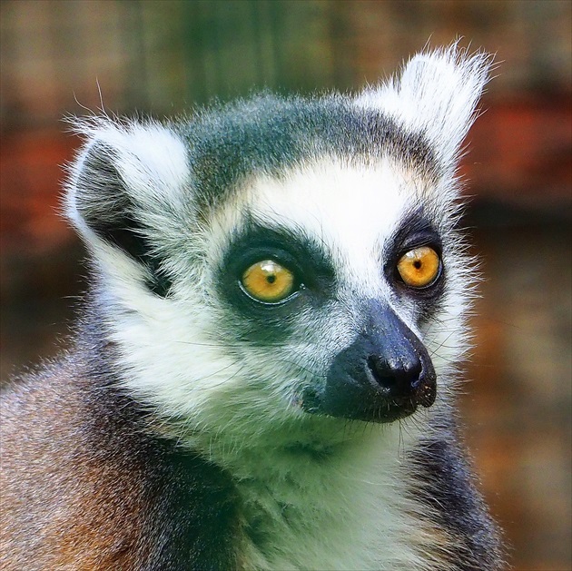 mladý  lemur  ...