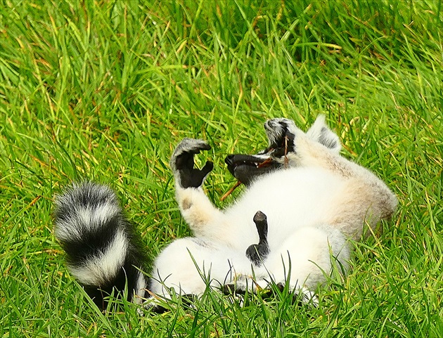 ...  a  leháro  lemura  ...