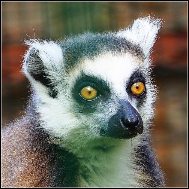 turista z Madagaskaru ...