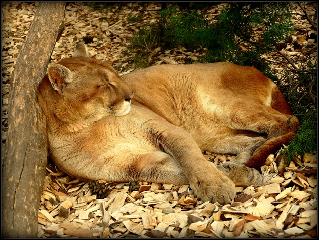 spiaca  puma  ...