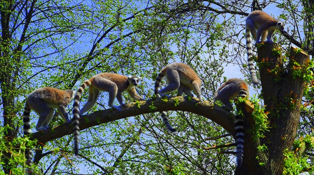 stromolezci ... lemur kata  ...