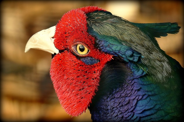 detail... tragopan temminckii