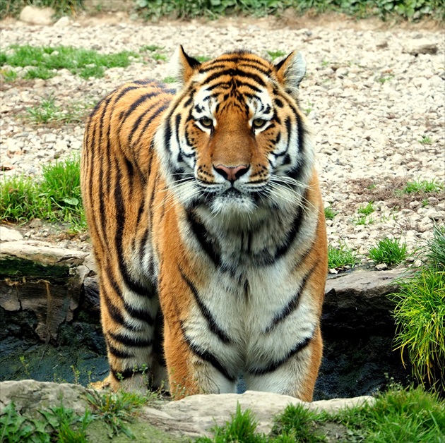 a tiger už zaparkoval  ...