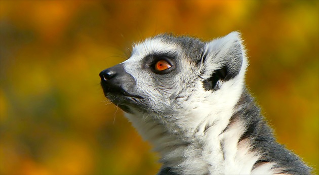 lemur kata v jeseni  ...